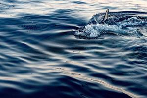 Great White shark ready to attack photo