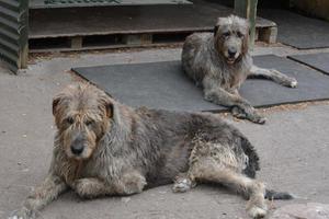 dos perros lobos irlandeses descansando foto