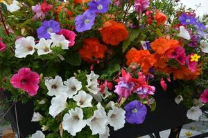 Colourful summer Petunias and Begonias. Mixed coloured garden flowers. photo