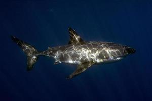gran tiburón blanco listo para atacar desde el azul profundo foto