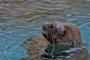 un retrato de cerca de una foca foto