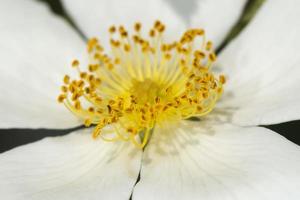 flor de pistilo amarillo macro foto