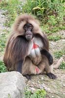 gelada baboon monkey ape portrait photo