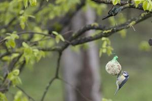 great blue tit under the rain photo