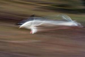 blur seagull while flying long time exposure photo