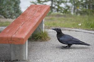 Raven while standing near a bench photo