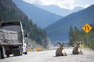 big horns near highway photo