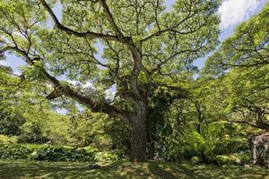 Inside tropical rainforest in Hawaii photo