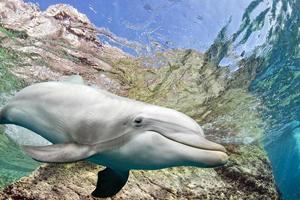 dolphin underwater on ocean background photo