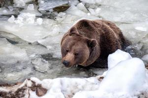 bear portrait in the frozen lake photo