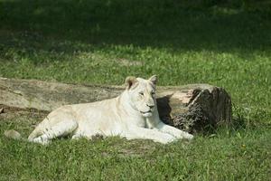 WHITE FEMALE LION photo