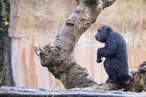 Ape chimpanzee monkey photo