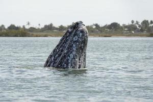 grey whale mother nose going up photo