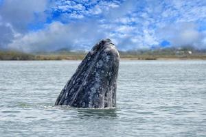 grey whale mother nose going up in the Pacific ocean photo