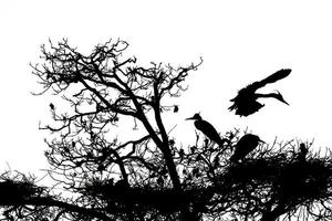 A black or blue heron silhouette in black and white photo