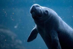 newborn baby manatee close up portrait photo