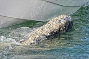 adult grey whale approaching a boat photo