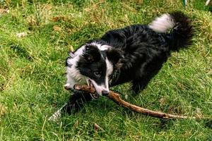 el perro que juega en el campo con un palo de madera sobre la boca es un border collie. foto
