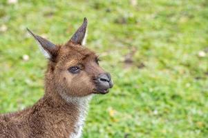 Kangaroo looking at you on the grass photo
