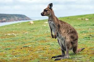 Kangaroo looking at you on the grass photo