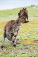 Kangaroo mother and son portrait photo