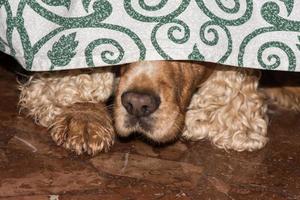 Puppy dog cocker spaniel hiding under the coach photo