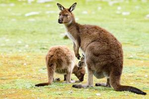 kangaroo portrait close up portrait look at you photo