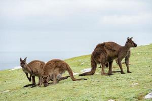 kangaroo portrait close up portrait look at you photo