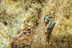 Flat worm portrait while diving in Indonesia photo