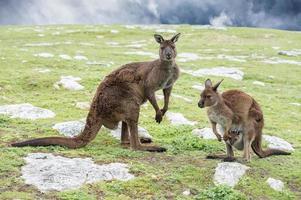 Kangaroos mother father and son portrait photo