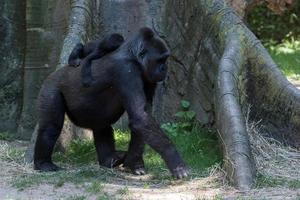 newborn baby gorilla with mother photo