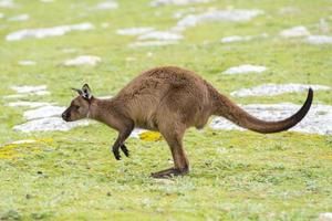 Kangaroo portrait while jumping on grass photo