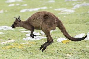 Kangaroo portrait while jumping on grass photo