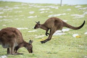 Kangaroo portrait while jumping on grass photo