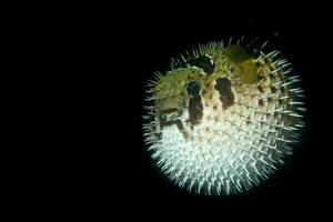 A inflated porcupine  fish in the black background in Cebu Philippines photo