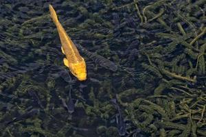 Yellow Koi carp photo