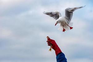 gaviota mientras toma pescado de la mano humana foto