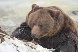 Black bear brown grizzly in winter photo