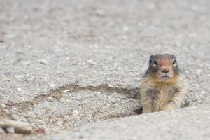 Ground squirrel portrait photo