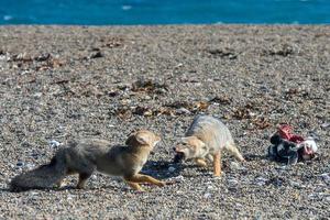 grey fox eating a penguin on the beach photo