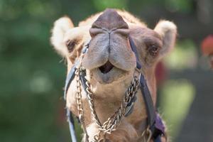 Dromedar Camel portrait near Bedouin Oasis photo