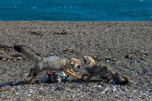 zorro gris comiendo un pingüino en la playa foto