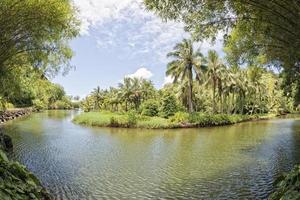 Inside tropical rainforest in Hawaii set of pirates of caribbean photo