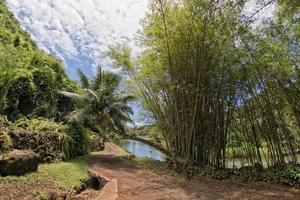 Inside tropical rainforest in Hawaii set of pirates of caribbean photo