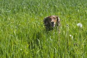 Isolated english cocker spaniel on the grass background photo