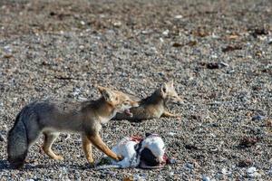 grey fox eating a penguin on the beach photo