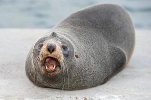 retrato de cierre de foca de piel de australia mientras gruñe foto