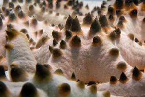 A pink orange and black sea star group close up on the sand background photo