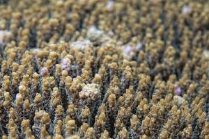 hard coral detail photo