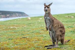 Kangaroo portrait while looking at you photo